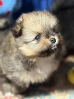 Danny, a male Pomeranian for sale in Wauchula, FL – Photo 2 of 10