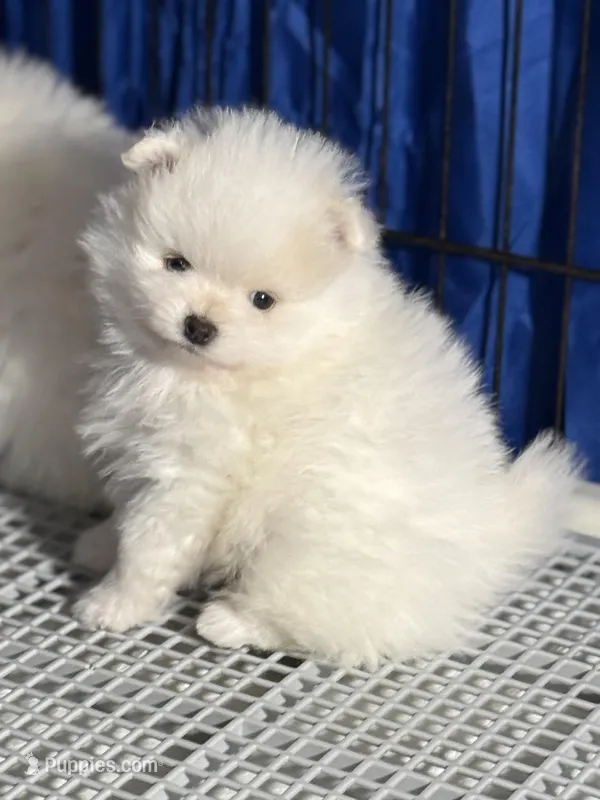 Danny – Pomeranian puppy for sale in Wauchula, FL