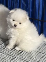 Danny, a male Pomeranian for sale in Wauchula, FL – Photo 1 of 10