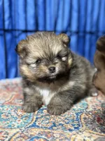 Danny, a male Pomeranian for sale in Wauchula, FL – Photo 6 of 10