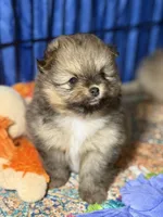 Danny, a male Pomeranian for sale in Wauchula, FL – Photo 5 of 10