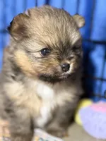 Danny, a male Pomeranian for sale in Wauchula, FL – Photo 8 of 10