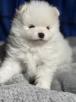 Danny, a male Pomeranian for sale in Wauchula, FL – Photo 2 of 10