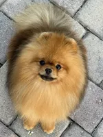 Danny, a male Pomeranian for sale in Wauchula, FL – Photo 9 of 10