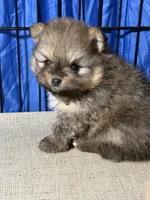 Danny, a male Pomeranian for sale in Wauchula, FL – Photo 3 of 10