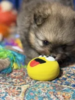 Danny, a male Pomeranian for sale in Wauchula, FL – Photo 1 of 10