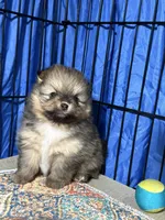Danny, a male Pomeranian for sale in Wauchula, FL – Photo 10 of 10