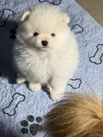 Danny, a male Pomeranian for sale in Wauchula, FL – Photo 6 of 10