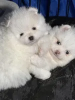 Danny, a male Pomeranian for sale in Wauchula, FL – Photo 8 of 10