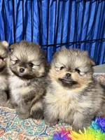 Danny, a male Pomeranian for sale in Wauchula, FL – Photo 7 of 10