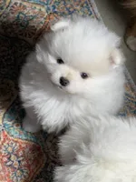 Danny, a male Pomeranian for sale in Wauchula, FL – Photo 7 of 10
