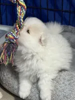 Danny, a male Pomeranian for sale in Wauchula, FL – Photo 4 of 10