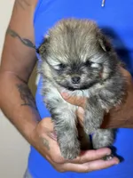 Danny, a male Pomeranian for sale in Wauchula, FL – Photo 4 of 10