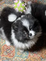 Archie , a male Pomeranian for sale in Wauchula, FL – 6 of 10