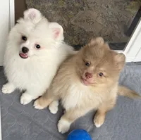 Dime, a female Pomeranian for sale in Wauchula, FL – 5 of 8