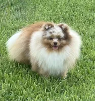 Ritzy , a male Pomeranian for sale in Wauchula, FL – 4 of 10