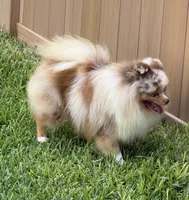 Ritzy , a male Pomeranian for sale in Wauchula, FL – 10 of 10