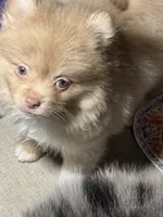 Danny, a male Pomeranian for sale in Wauchula, FL – 10 of 10