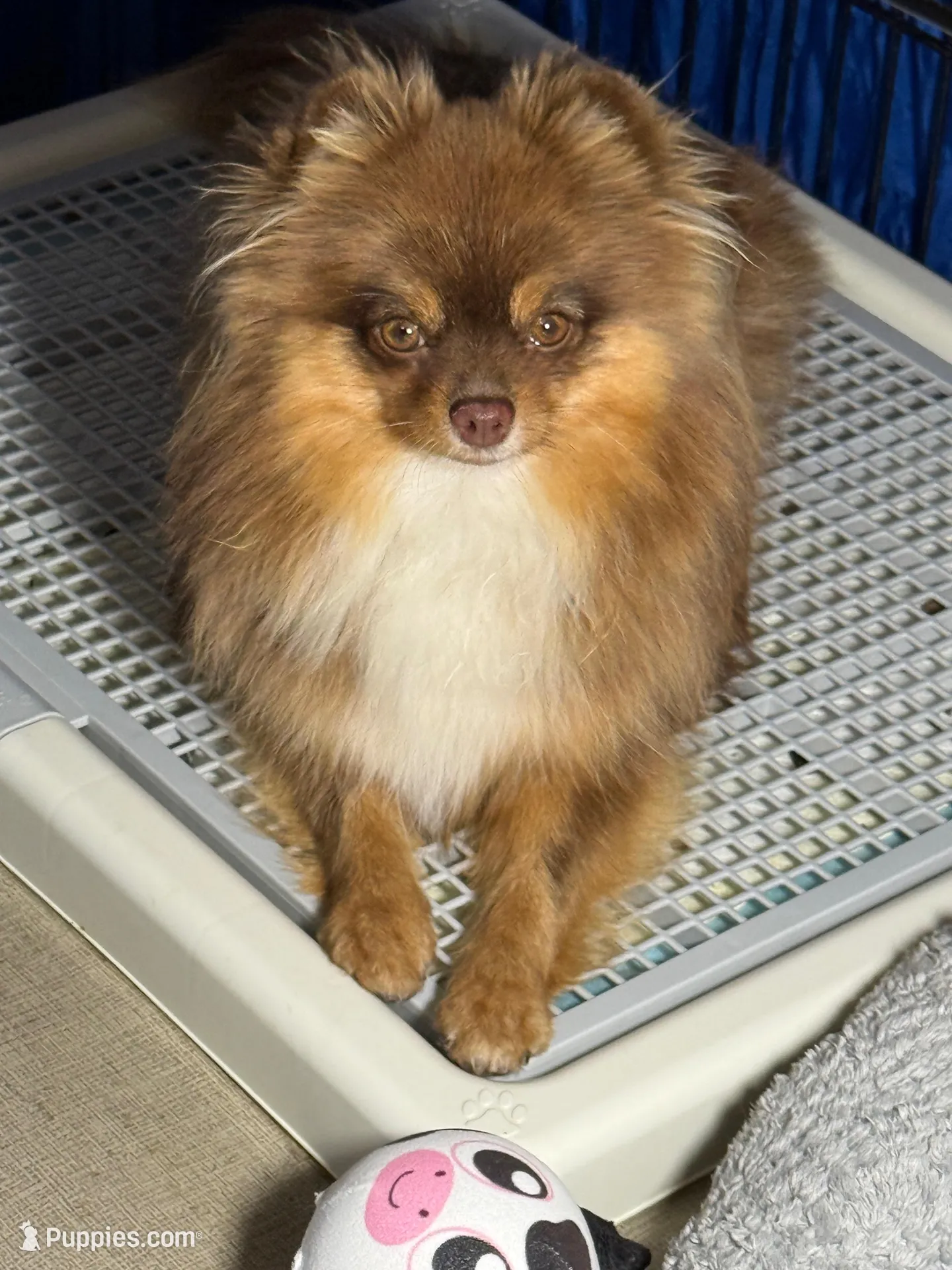 Danny, a male Pomeranian for sale in Wauchula, FL – Photo 9 of 10