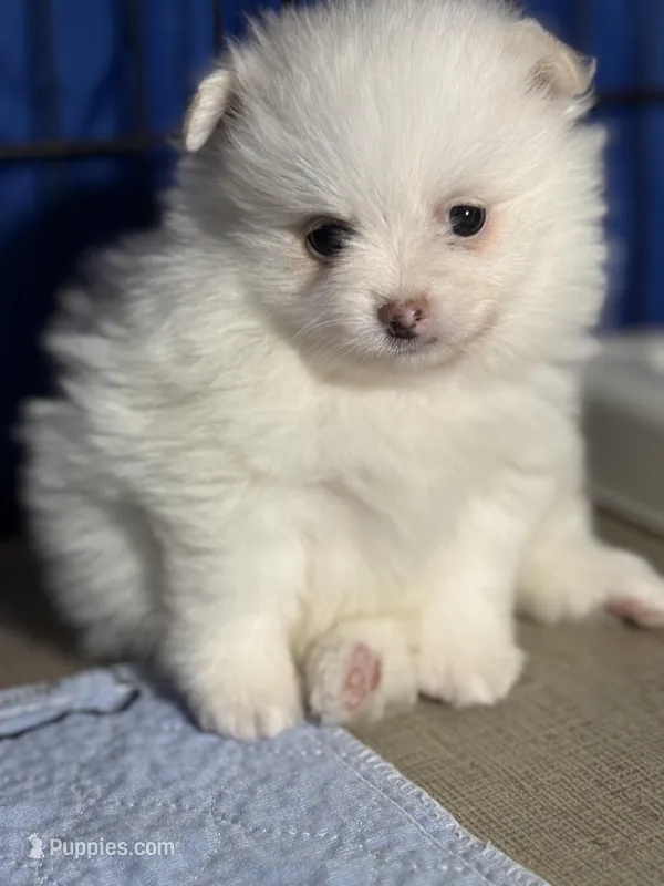 Bear – Pomeranian puppy for sale in Wauchula, FL