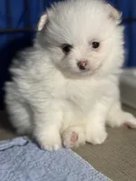 Bear, a male Pomeranian for sale in Wauchula, FL – Photo 1 of 10