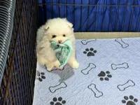 Bear, a male Pomeranian for sale in Wauchula, FL – Photo 3 of 10