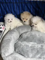 Bear, a male Pomeranian for sale in Wauchula, FL – Photo 7 of 10