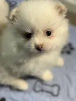 Bear, a male Pomeranian for sale in Wauchula, FL – Photo 4 of 10