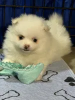 Bear, a male Pomeranian for sale in Wauchula, FL – Photo 5 of 10