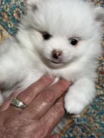 Bear, a male Pomeranian for sale in Wauchula, FL – Photo 2 of 10