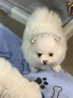 Bear, a male Pomeranian for sale in Wauchula, FL – Photo 6 of 10