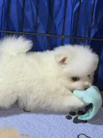 Bear, a male Pomeranian for sale in Wauchula, FL – Photo 8 of 10