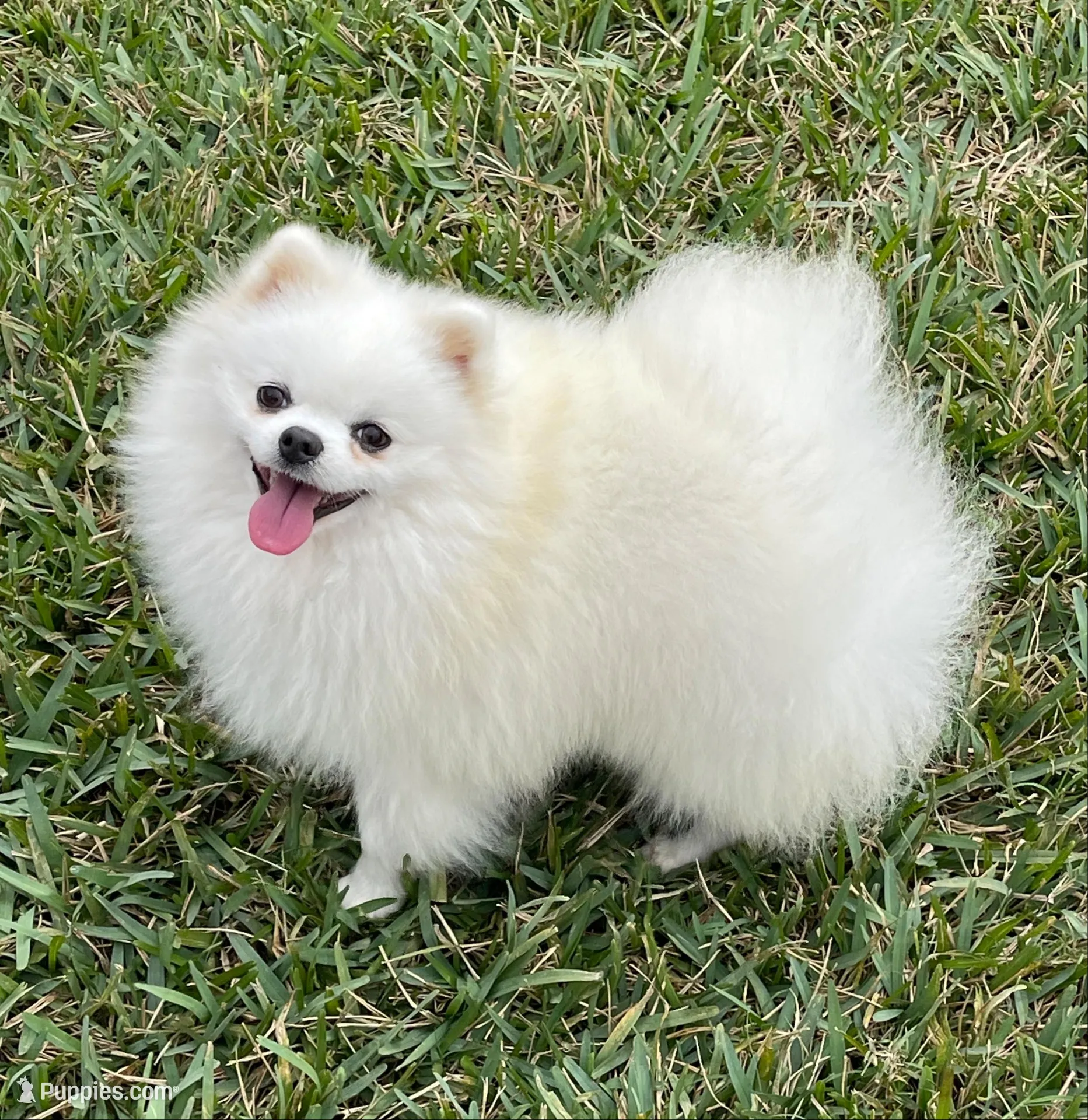 Bear, a male Pomeranian for sale in Wauchula, FL – Photo 10 of 10