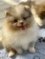 Ritz, a male Pomeranian for sale in Wauchula, FL – Photo 3 of 8