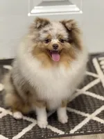 Ritz, a male Pomeranian for sale in Wauchula, FL – Photo 2 of 8