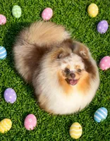 Ritz, a male Pomeranian for sale in Wauchula, FL – Photo 1 of 8