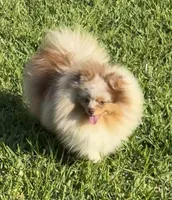 Ritz, a male Pomeranian for sale in Wauchula, FL – Photo 2 of 10