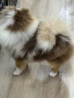 Ritz, a male Pomeranian for sale in Wauchula, FL – Photo 6 of 8