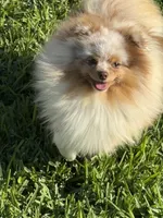 Ritz, a male Pomeranian for sale in Wauchula, FL – Photo 7 of 10