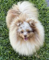 Ritz, a male Pomeranian for sale in Wauchula, FL – Photo 8 of 10