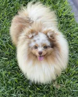 Ritz, a male Pomeranian for sale in Wauchula, FL – Photo 6 of 10