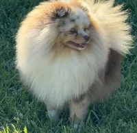 Ritz, a male Pomeranian for sale in Wauchula, FL – Photo 5 of 10