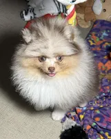 Ritz, a male Pomeranian for sale in Wauchula, FL – Photo 7 of 8