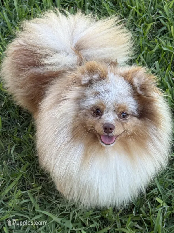 Ritz – Pomeranian puppy for sale in Wauchula, FL