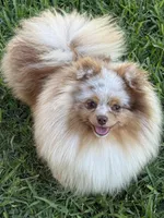 Ritz, a male Pomeranian for sale in Wauchula, FL – Photo 1 of 10