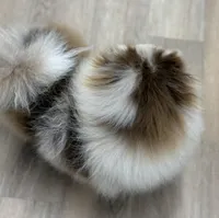 Ritz, a male Pomeranian for sale in Wauchula, FL – Photo 4 of 8