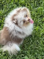 Ritz, a male Pomeranian for sale in Wauchula, FL – Photo 8 of 8