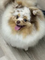 Ritz, a male Pomeranian for sale in Wauchula, FL – Photo 5 of 8