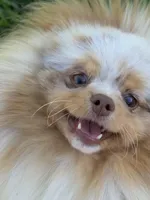 Ritz, a male Pomeranian for sale in Wauchula, FL – Photo 4 of 10