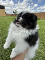 Archie , a male Pomeranian for sale in Wauchula, FL – 9 of 10